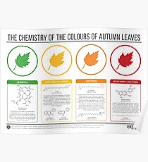 Herbstlaub-Chemie Poster