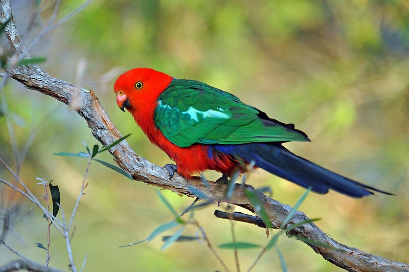 "Male King Parrot At Cedar Creek. Qld, Australia. " by Ralph de Zilva
