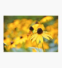Yellow Flowers Photographic Print