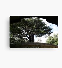 Highgate Cemetery cedar Canvas Print
