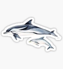 Striped dolphin Sticker