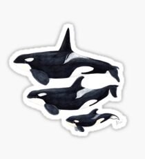 Orca Sticker