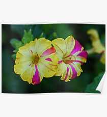 Sidewalk Blooms Poster