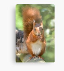 Pretty squirrel is pretty Metal Print