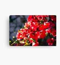 Red Flowers Canvas Print