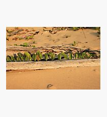 MCC Natures Window Photographic Print