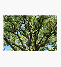 MCC Springtime Photographic Print