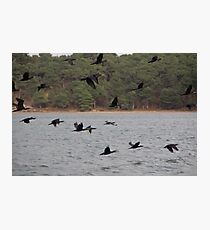 Cormorants Photographic Print