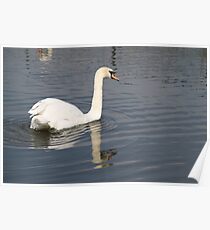 Swan Poster