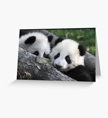 Panda feeding time Greeting Card