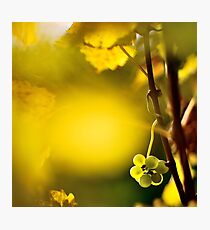 2012 - leftover at the vineyard Photographic Print