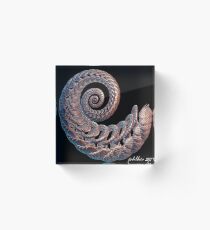"Bashful Curl" Acrylic Block
