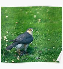 Sparrowhawk male with feathers Poster