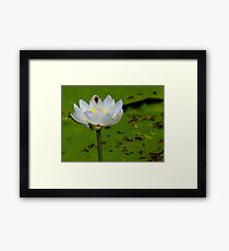 WETLANDS Framed Print