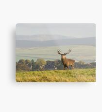 Red Deer Stag Metal Print