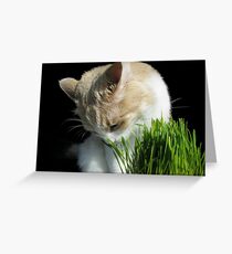A Treat Greeting Card