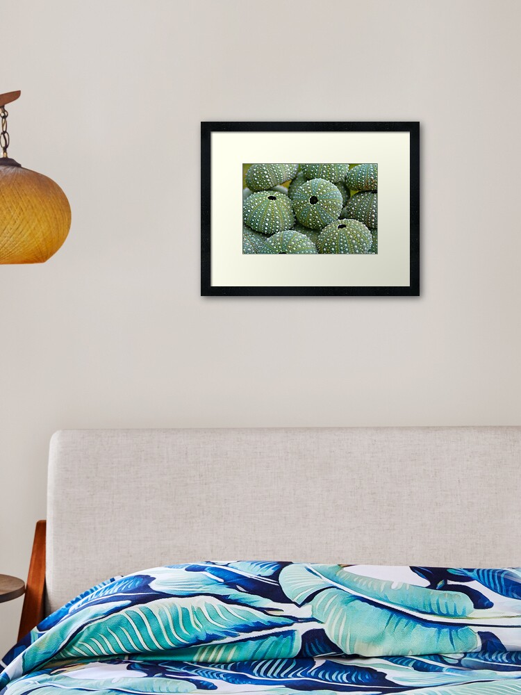 Sea Urchin Shells Framed Art Print By Heikerichter Redbubble