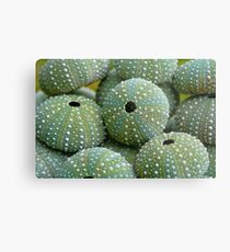 Sea Urchin Shells Metal Print