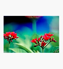 Eden garden...Got Featured Work Photographic Print