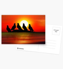 Birds at Sunset point Postcards