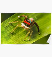 Juvenile Peacock Jumping Spider Poster