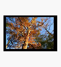 Natural Skyscraper Photographic Print