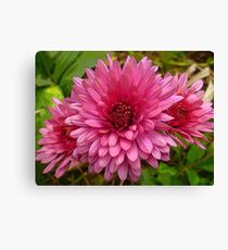 Chrysanthemum Canvas Print