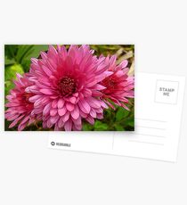Chrysanthemum Postcards