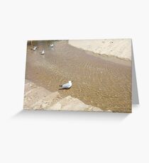 Gulls In Water One - 20 10 12 Greeting Card