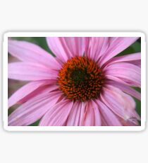 Purple Coneflower Sticker