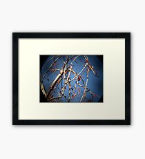 Photo 2.2: Songs of Distant Earth Framed Print