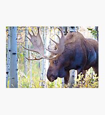 Sad Ending For A Stunning Bull Moose Photographic Print