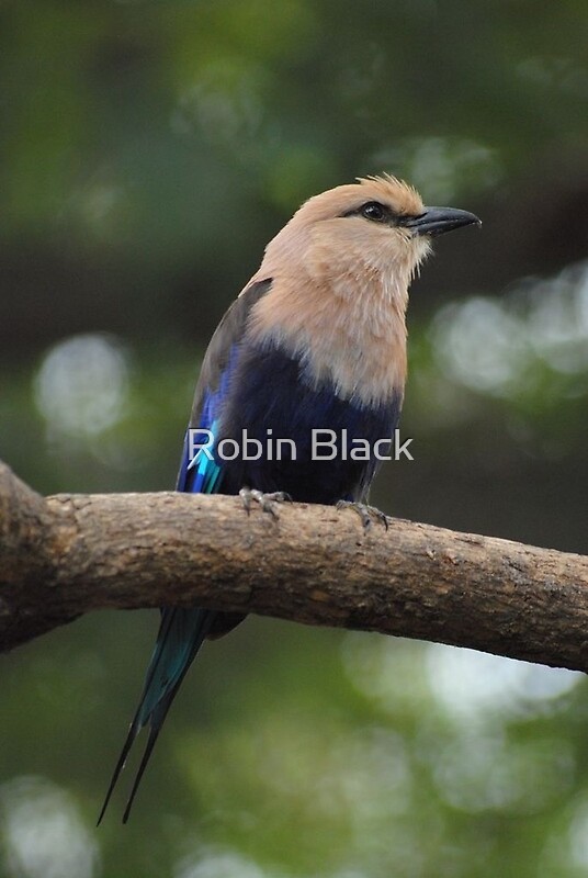 "Blue and gold bird" by Robin Black Redbubble