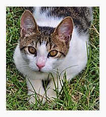 Croatian Kitty Photographic Print