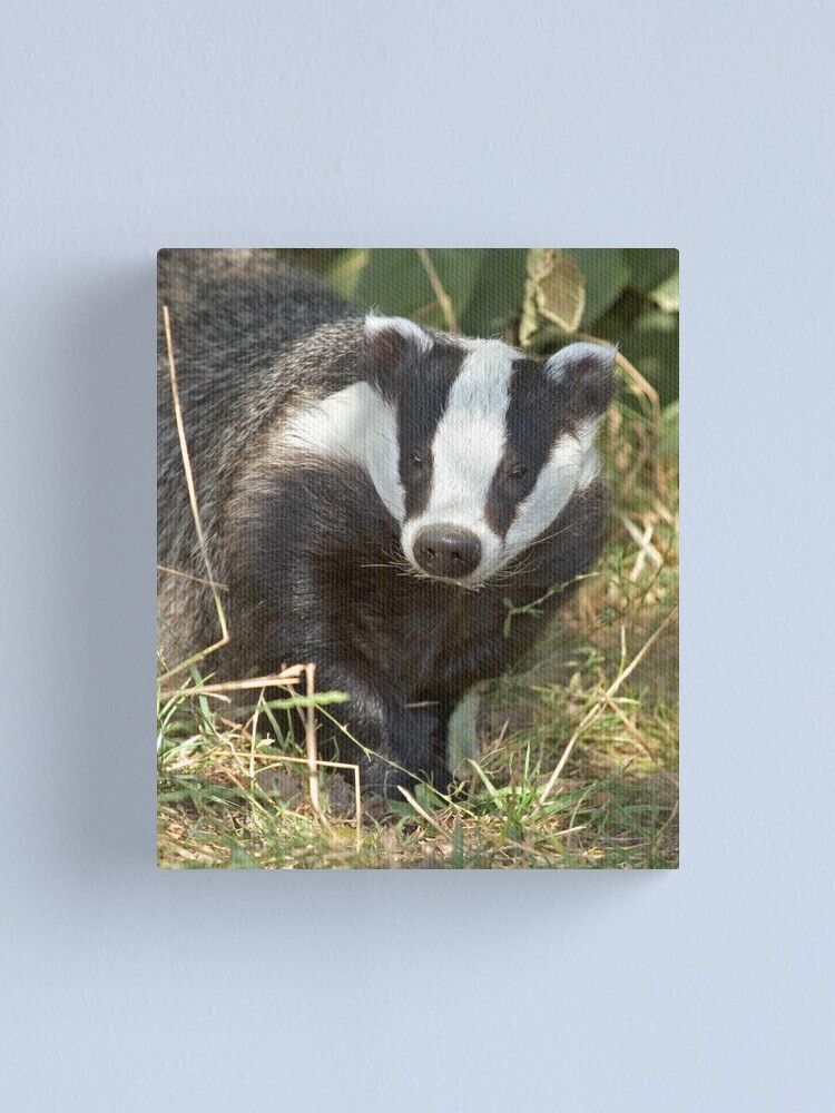 Alternate view of Being a badger Canvas Print