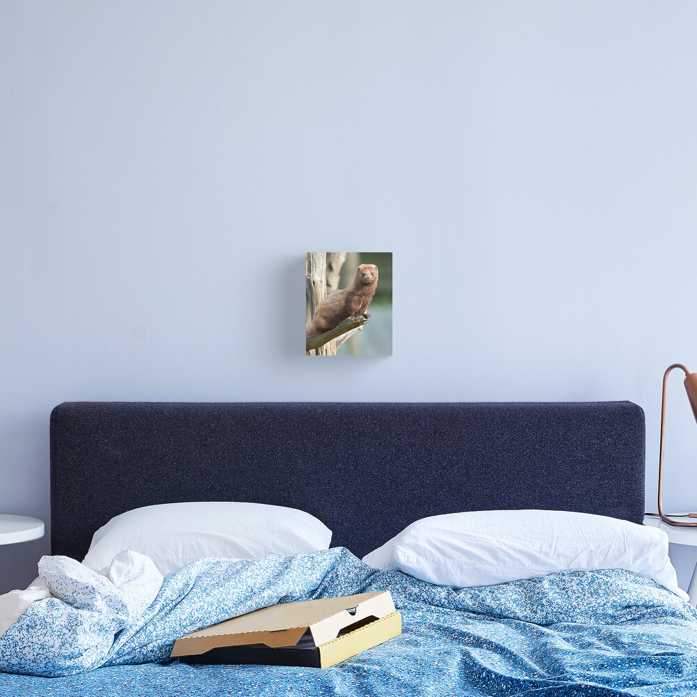 Mink sees all Canvas Print