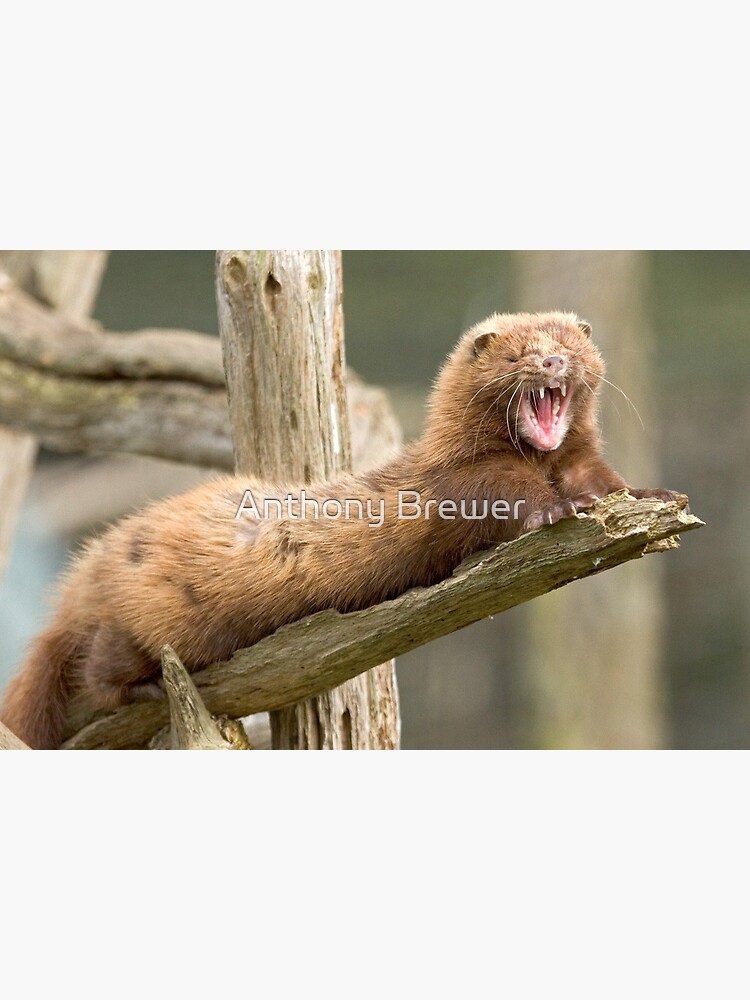 Mink yawn by dailyanimals