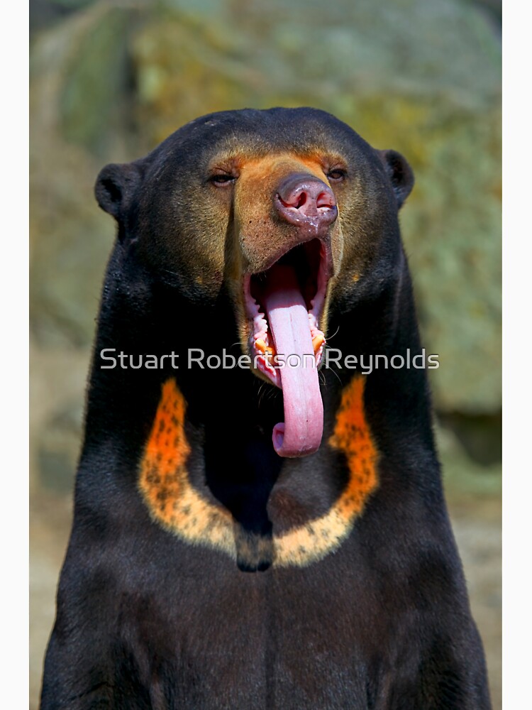 Sun Bear by Sparky2000