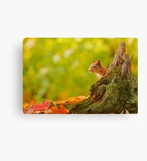 Red Squirrel Peek-a-boo Canvas Print