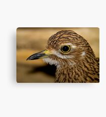 Thick Knee Canvas Print