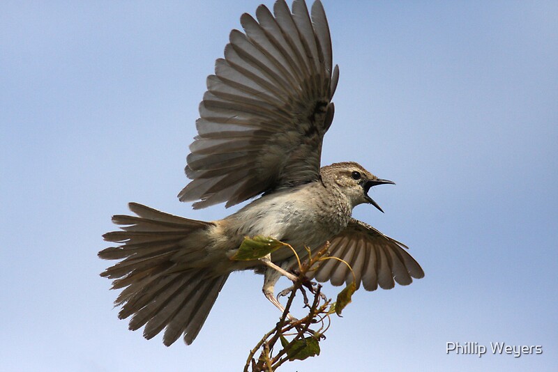 "Big Scary Bird" by Phillip Weyers | Redbubble