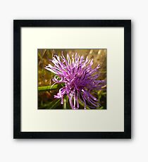 Greater Knapweed Framed Print