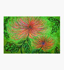 Spider Chrysanthemums Photographic Print
