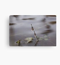 Icy - In the middle on freezing stream Canvas Print