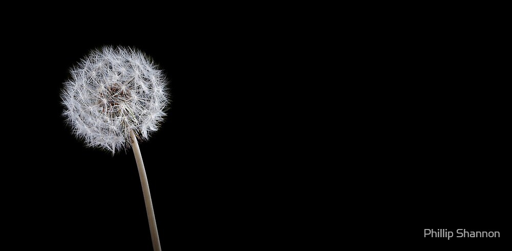 “Dandelion on black background” by Phillip Shannon | Redbubble