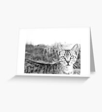 Stray Cat Greeting Card