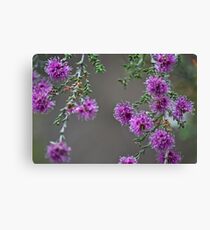 Conimbla Wildflower Leinwanddruck