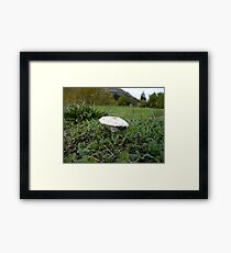 Meadow Mushroom Framed Print