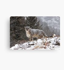 Snow leopard Canvas Print