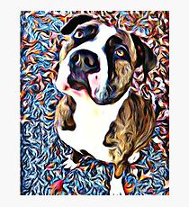 Pit Bull Rescue Beauty (2) Photographic Print